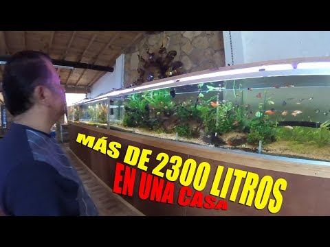 Descubre los mejores acuarios para tu hogar