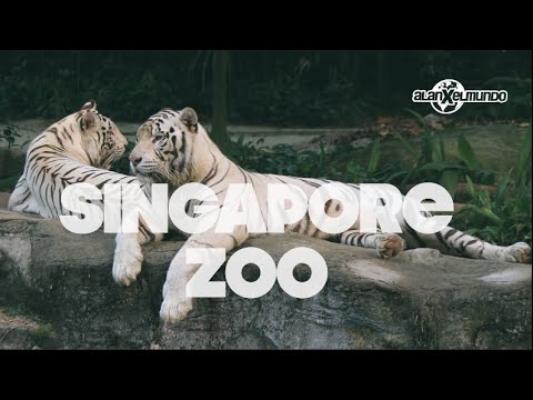 Descubre los mejores zoológicos del mundo con nuestra guía especializada